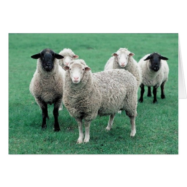 Iowa Sheep Hälsningskort (Framsidan Horizontal)