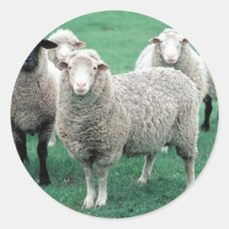 Iowa Sheep Runt Klistermärke