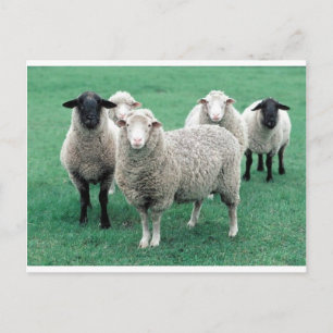 Iowa Sheep Vykort