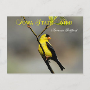 Iowa State Bird - American Goldfinch Vykort