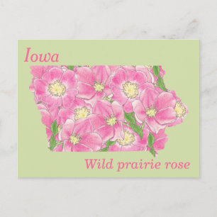 Iowa State Flower Collage Karta Vykort