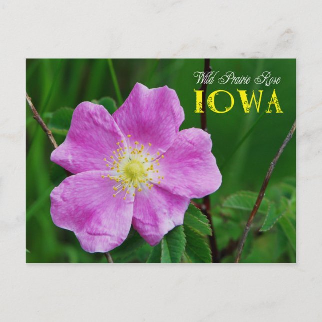 Iowa State Flower: Vild Prairie Ro Vykort (Framsida)