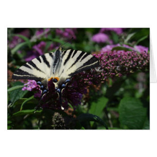 Iphiclides podalirius hälsningskort