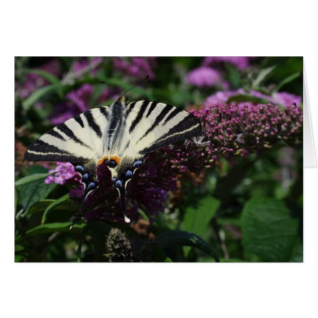 Iphiclides podalirius hälsningskort (Framsidan Horizontal)