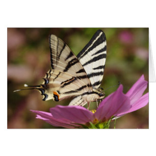Iphiclides podalirius hälsningskort
