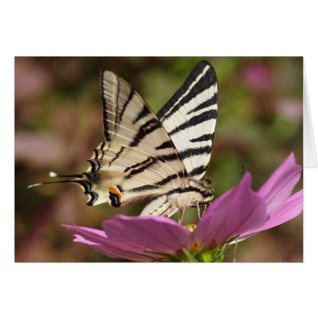Iphiclides podalirius hälsningskort (Framsidan Horizontal)