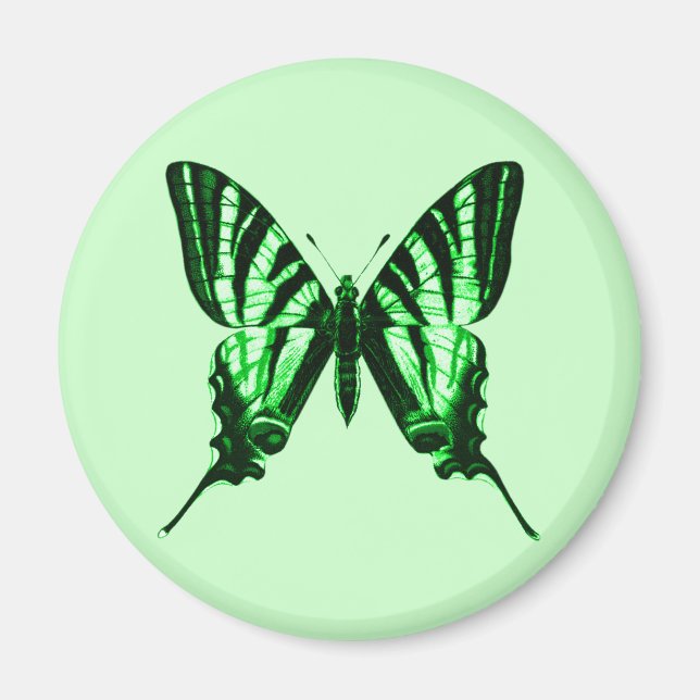 Iphiclides podalirius Magnet (Framsidan)