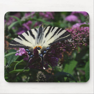 Iphiclides podalirius musmatta
