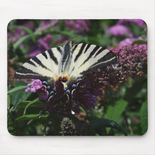 Iphiclides podalirius musmatta (Framsidan)