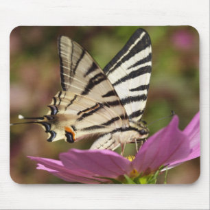 Iphiclides podalirius musmatta