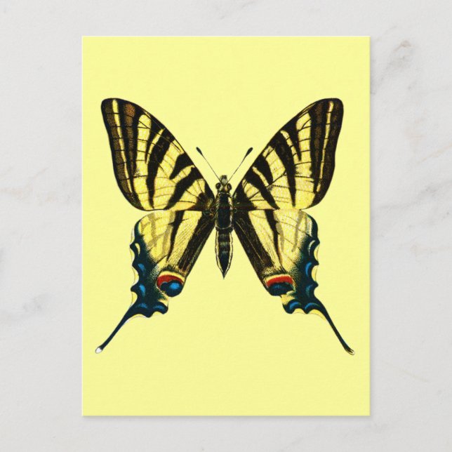 Iphiclides podalirius vycard vykort (Framsida)