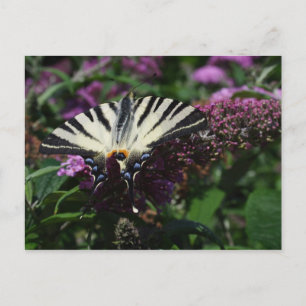 Iphiclides podalirius vykort