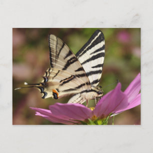 Iphiclides podalirius vykort