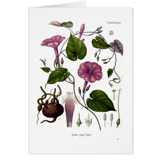 Ipomea purga (jalap) hälsningskort (Framsidan)