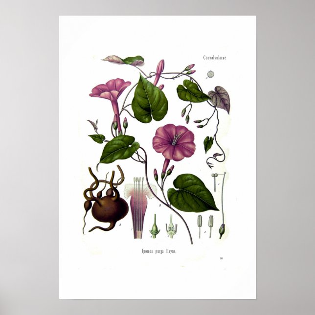 Ipomea purga (jalap) poster (Framsidan)