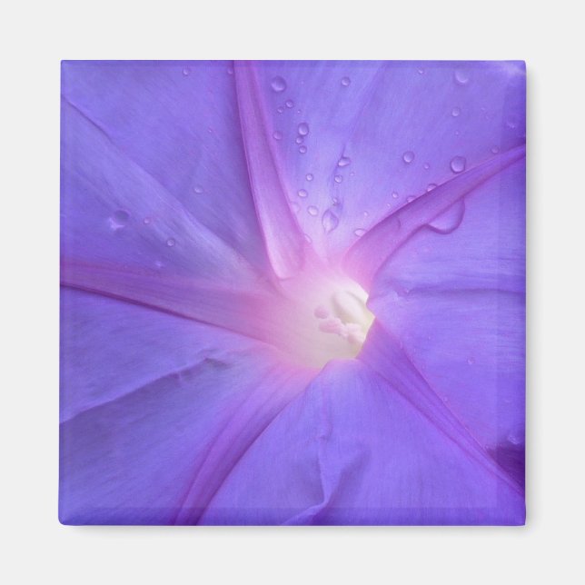 ipomée magnet (Framsidan)