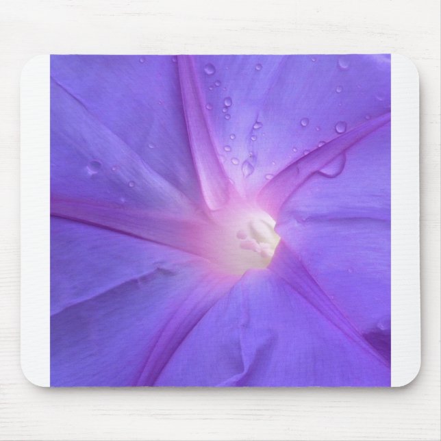 ipomée musmatta (Framsidan)