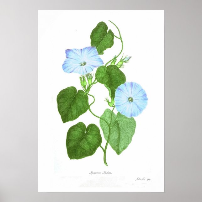 Ipomoea Indica Poster (Framsidan)