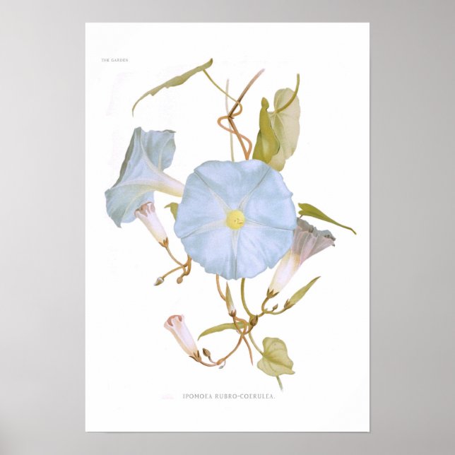 Ipomoea rubro-coerulea poster (Framsidan)