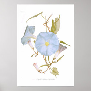 Ipomoearubro-coerulea Poster