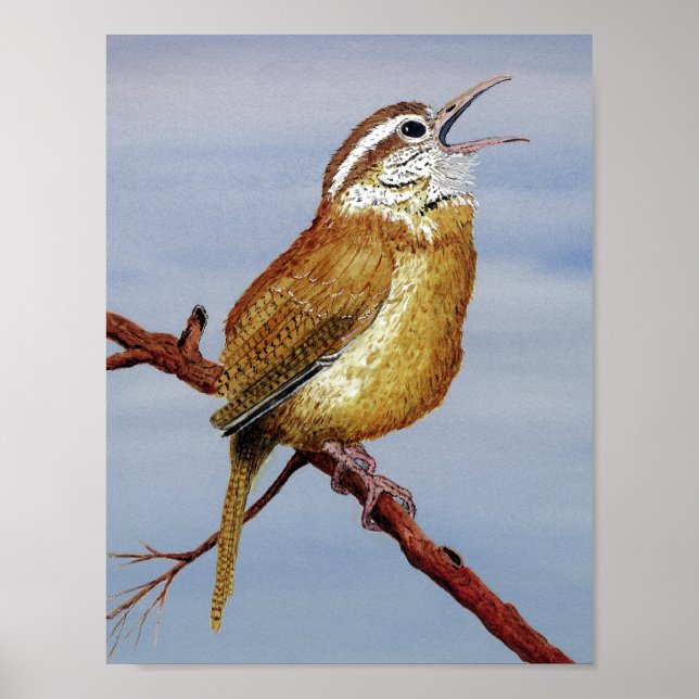 Irate Carolina Wren Poster (Framsidan)