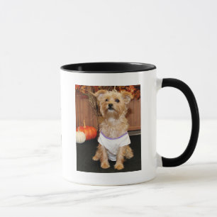 Irene - Shorkie - Photo-3 Mugg