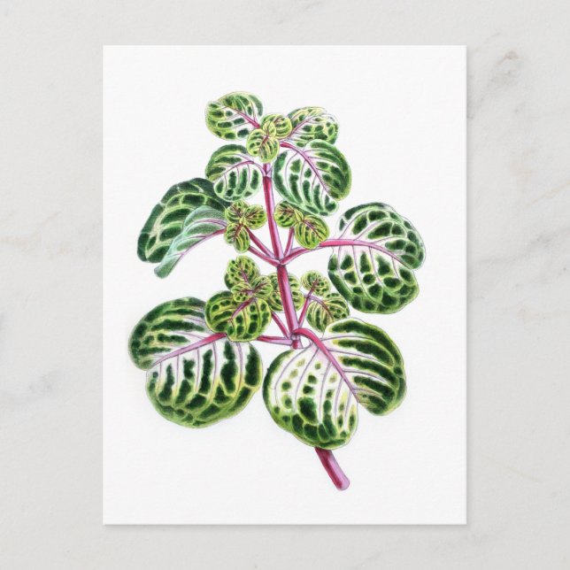 Iresine Herbstii, Aureo-Reticulata Vykort (Framsida)