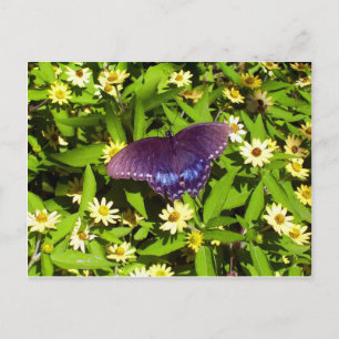 Iridescent Blue Lila with Black Butterfly Vingar Vykort