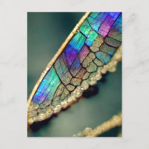 Iridescent dragonfly vinge vykort