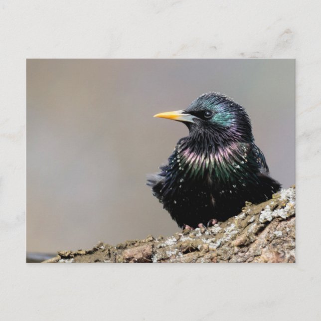 Iridescent European Starling Vykort (Framsida)