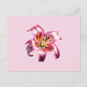 Iridescent Holograf Rosa Asiatic Lily Vykort
