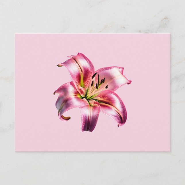 Iridescent Holograf Rosa Asiatic Lily Vykort (Framsida)