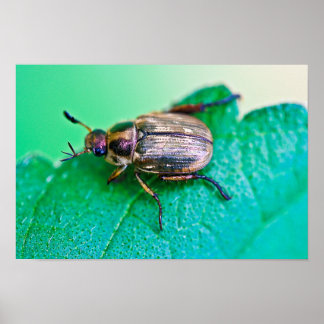Iridescent Japansk Beetle Poster