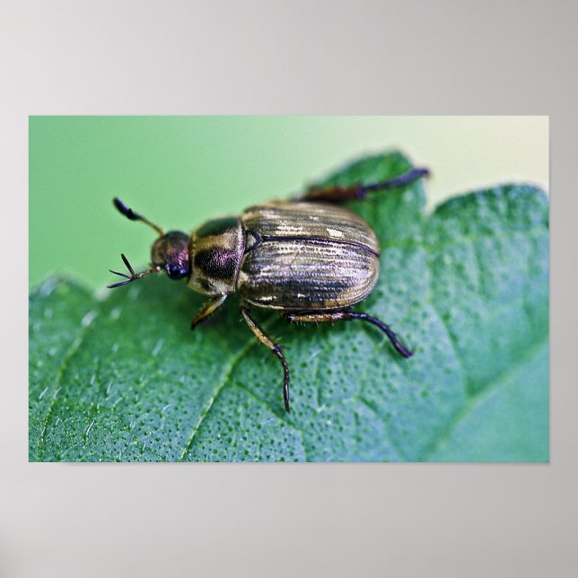 Iridescent Japansk Beetle Poster (Framsidan)