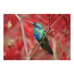 Iridescent Shine Fototryck