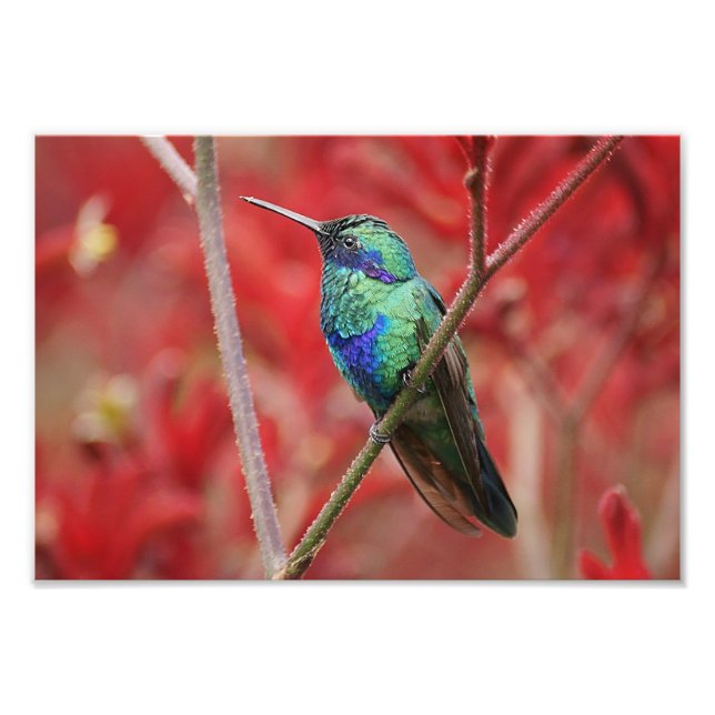 Iridescent Shine Fototryck (Framsidan)