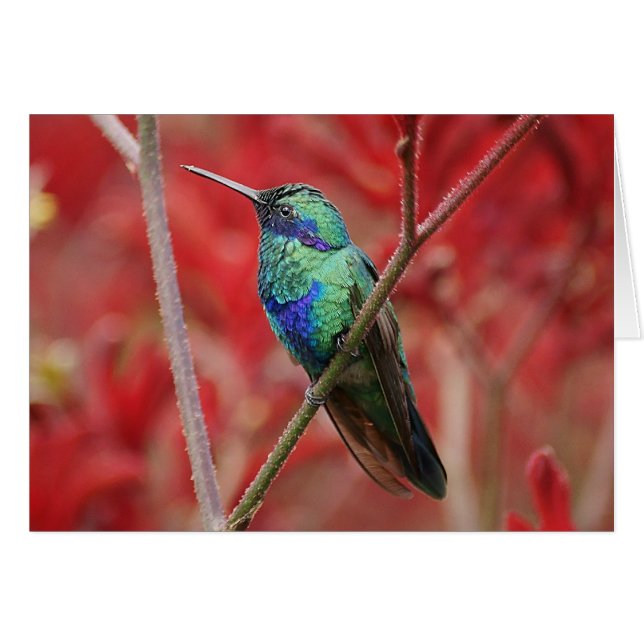 Iridescent Shine Hälsningskort (Framsidan Horizontal)