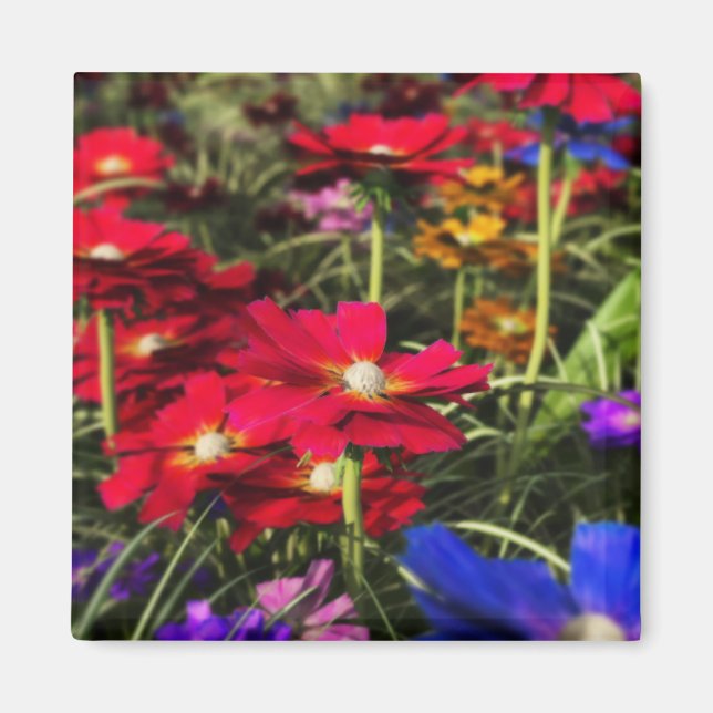 Iridescent Vår Magnet (Framsidan)