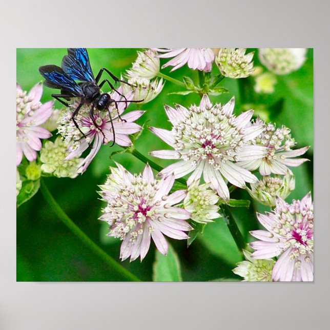 Iridescent Wasp på blommor närmar sig Poster (Framsidan)