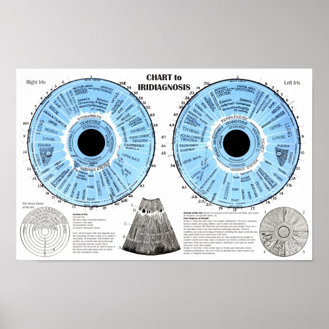 Iridiagnos Iridologi Ögon Diagram Poster (Framsidan)