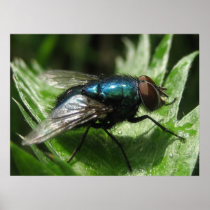 Irifallence - Blue flaska Poster