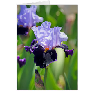 Iris 0992 hälsningskort