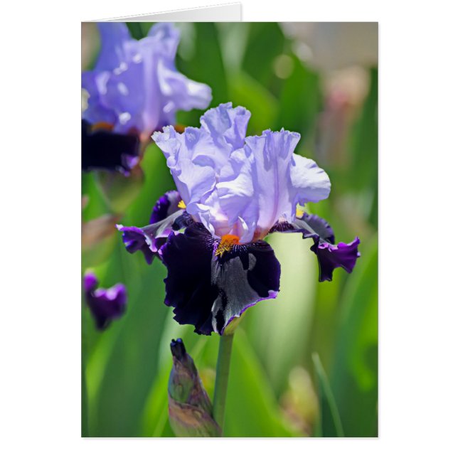 Iris 0992 hälsningskort (Framsidan)