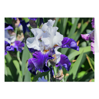 Iris 1039 hälsningskort