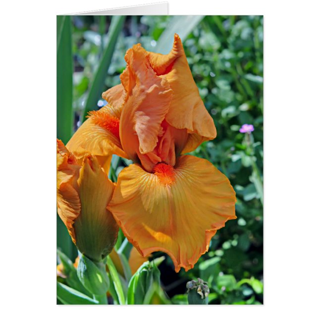 Iris 797 hälsningskort (Framsidan)