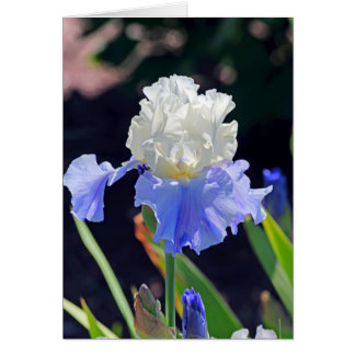Iris 965 hälsningskort