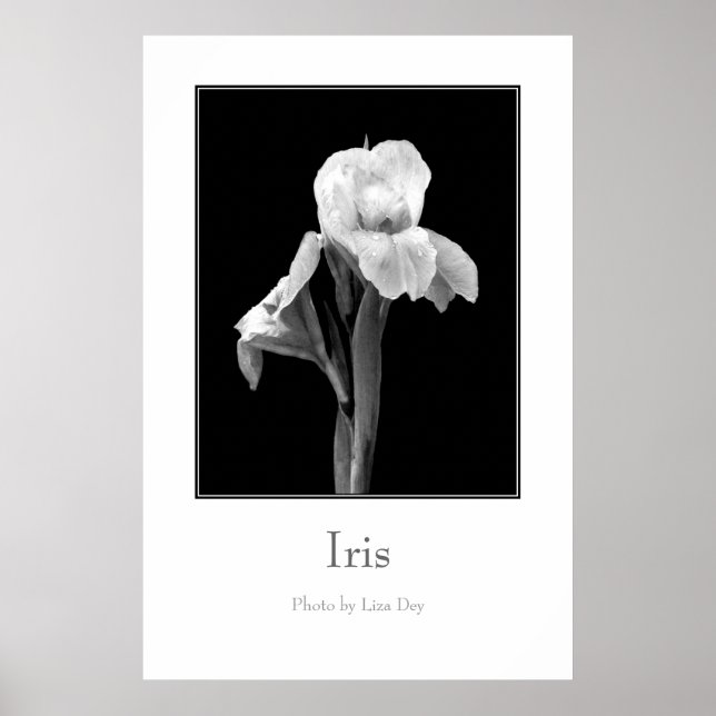 'Iris' Affisch (Framsidan)