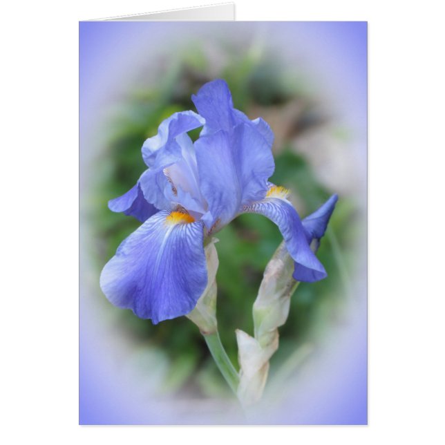 Iris Beauty Hälsningskort (Framsidan)