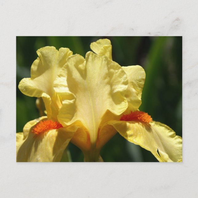 Iris Beauty Vykort (Framsida)