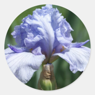 Iris-blått Runt Klistermärke